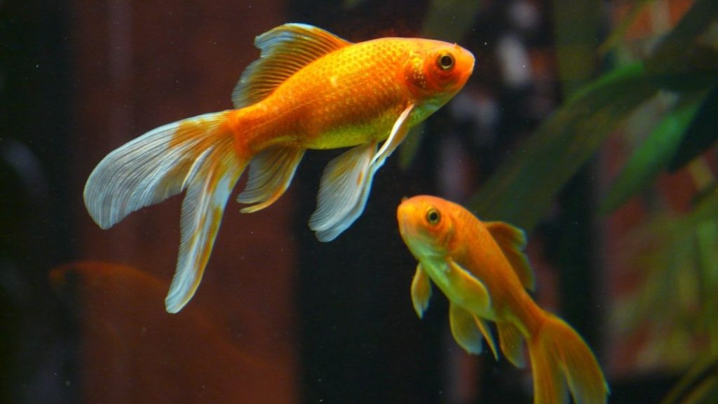 what-is-the-scientific-name-of-goldfish