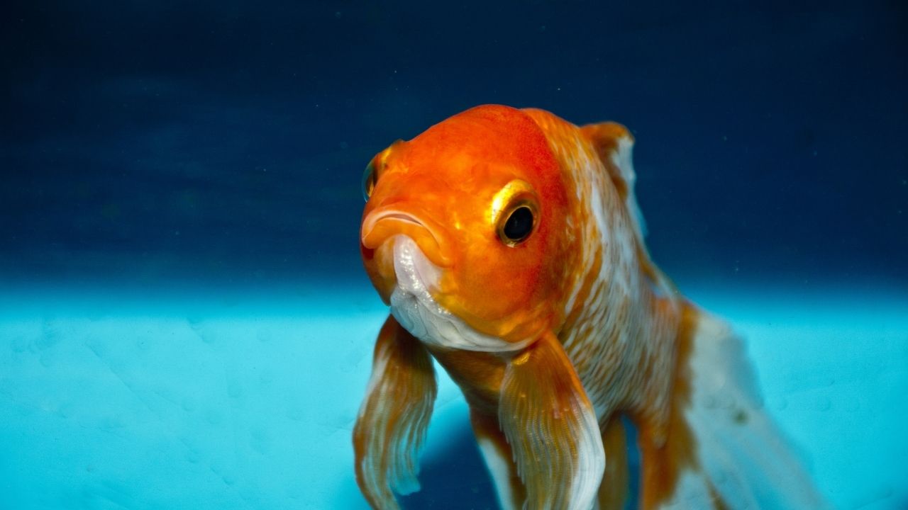 what-is-the-scientific-name-of-goldfish