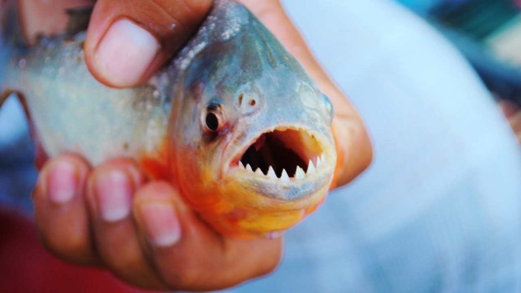 Piranha Fish Benefits, Attack Live Video, Characteristics ...