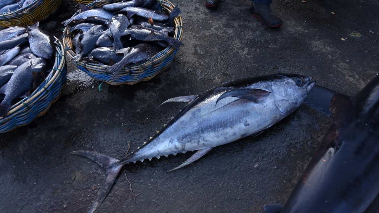 Tuna Fish Benefits, Video, Characteristics, Classification, Facts Size