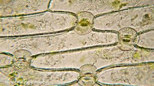 Read more about the article What is Stomata?