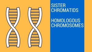 Read more about the article What is Homologous and How to Identify It in an Organic Chemistry Lab