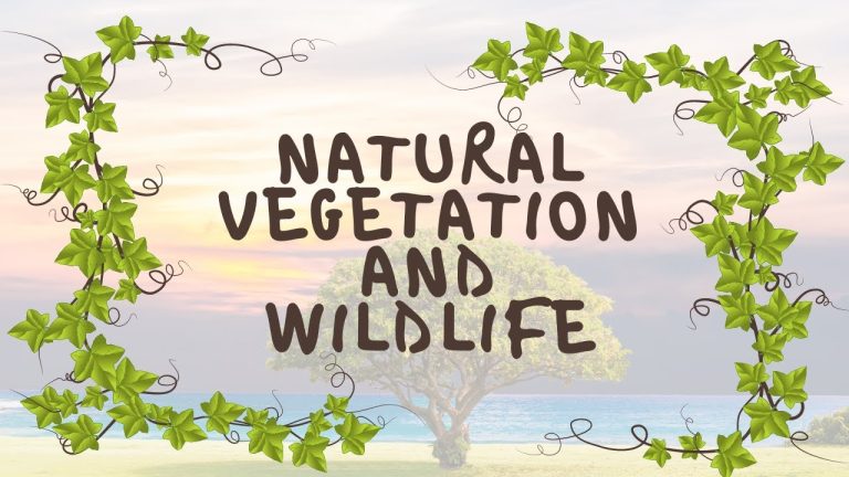 what-is-natural-vegetation-meaning-types-benefits