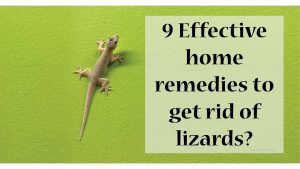 Read more about the article How to get rid of lizards from home – Remove Lizards Permanently and Quickly