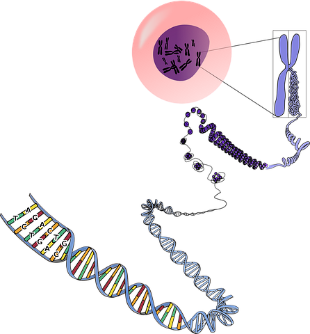 genetics 156404 480 What is the Full Form of DNA, Definition, Discovery, Function, Bases, Facts, & Structure