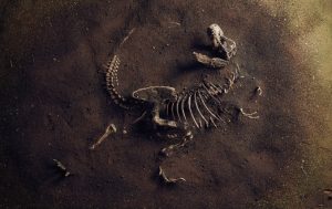जीवाश्म (Fossil) का अर्थ क्या होता है, उपयोग, प्रकार, के बारे में सम्पूर्ण जानकारी(Fossil Meaning, About Fossil In Hindi)