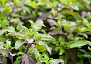 Read more about the article Holy basil and italian basil-तुलसी और बेसिल के पौधे के फायदे-Holy basil and italian basil in hindi