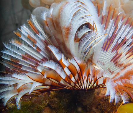 You are currently viewing Feather Duster Worm क्या है (What is Feather Duster Worm), Feather Duster Worm और anemone में अंतर् (What is the Difference Between feather duster worm vs anemone)