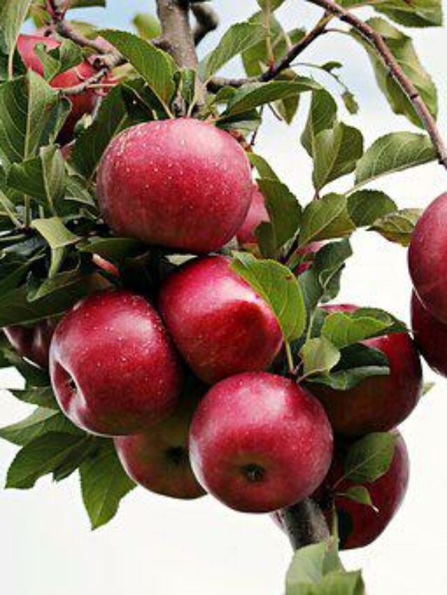 apple khane ke fayde