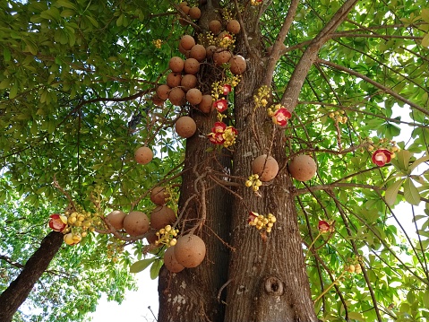 istockphoto 1289449887 170667a Cannonball tree क्या है, cannonball tree के बारे मे बेसिक जानकारी