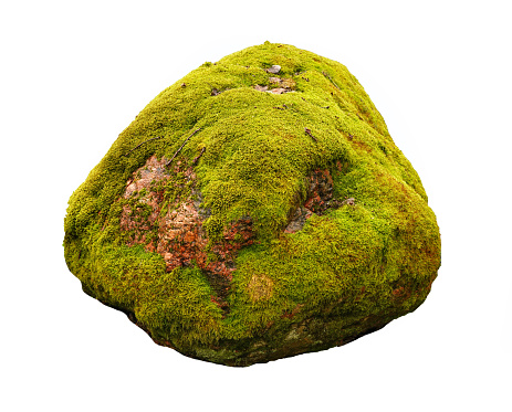 Mosses यानि काई क्या है(Mosses Meaning in hindi)