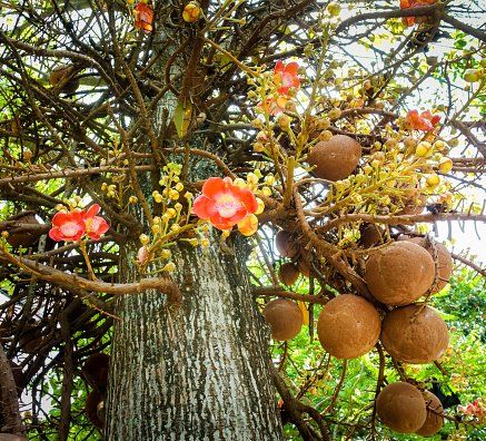 istockphoto 1354898386 170667a Cannonball tree क्या है, cannonball tree के बारे मे बेसिक जानकारी