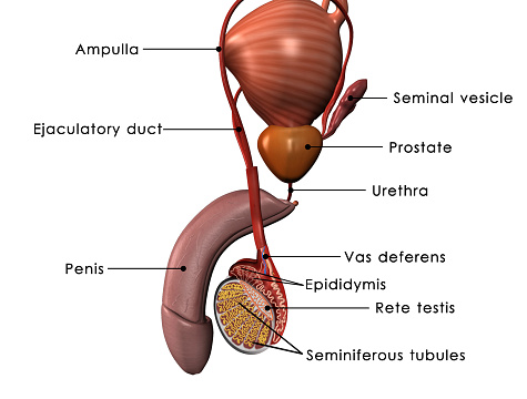 Male Reproductive System क्या है। पुरुष जननांग के बारे मे बेसिक जानकारी