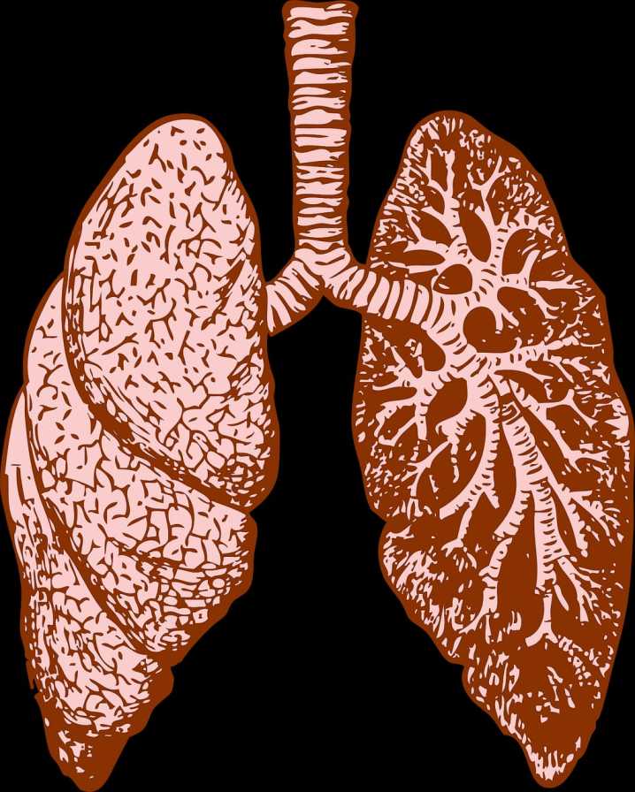 Respiratory System in Hindi