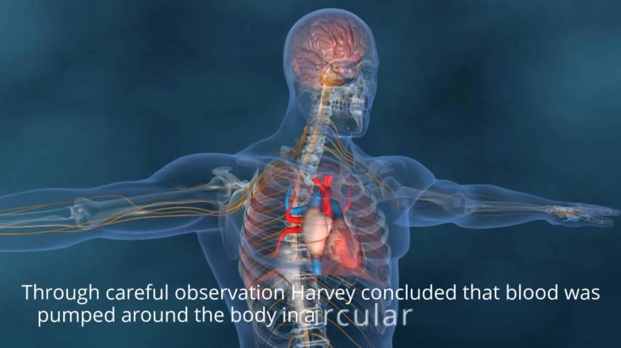 william harvey circulation of the blood